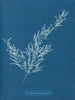 Sargassum bacciferum - Anna Atkins — artwork view