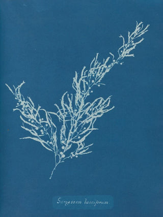 Sargassum bacciferum - Anna Atkins — artwork view