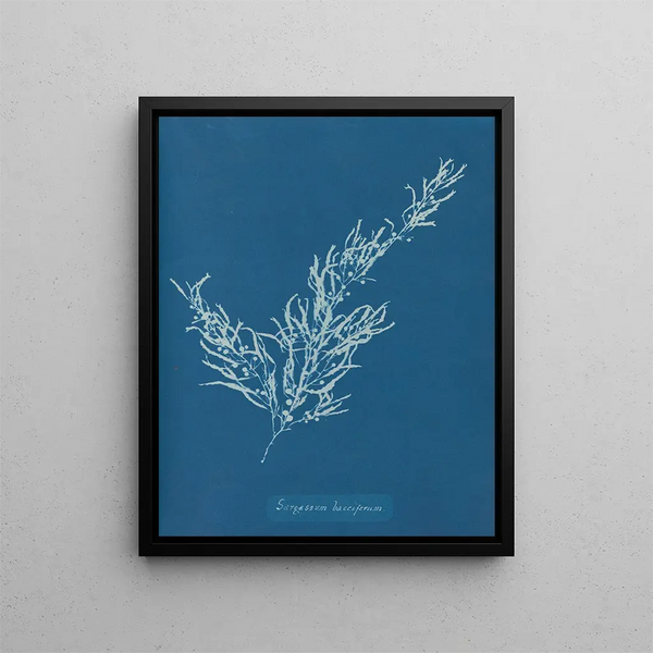 Sargassum bacciferum - Anna Atkins — framed artwork on a wall