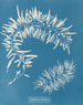 Sargasses plumeuses - Anna Atkins — artwork view