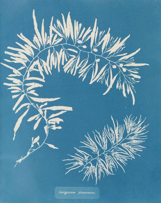 Sargasses plumeuses - Anna Atkins — artwork view