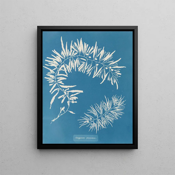 Sargasses plumeuses - Anna Atkins — framed artwork on a wall
