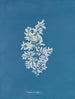 Sargasses vulgaires - Anna Atkins — artwork view