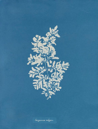 Sargasses vulgaires - Anna Atkins — artwork view