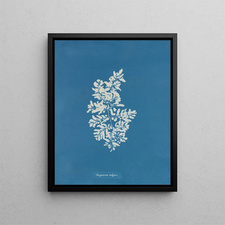 Sargasses vulgaires - Anna Atkins — framed artwork on a wall