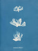 Schizonema dillwynii - Anna Atkins — artwork view