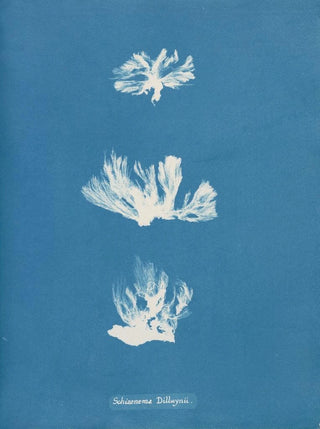 Schizonema dillwynii - Anna Atkins — artwork view