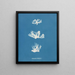 Schizonema dillwynii - Anna Atkins — framed artwork on a wall