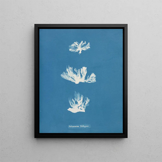 Schizonema dillwynii - Anna Atkins — framed artwork on a wall