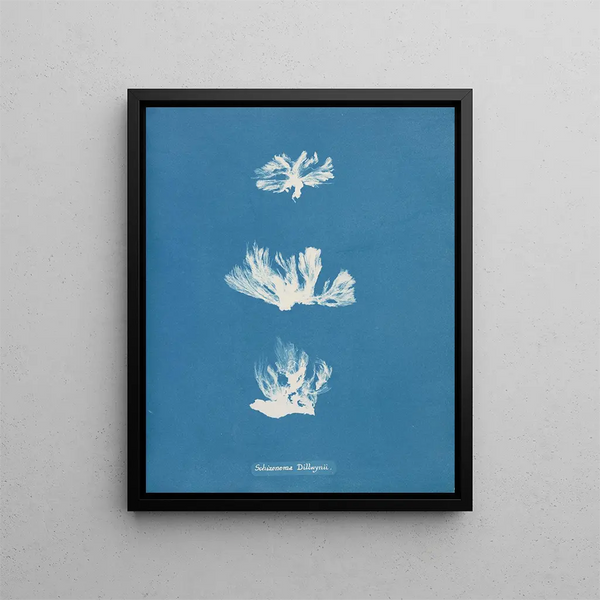 Schizonema dillwynii - Anna Atkins — framed artwork on a wall