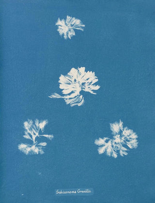 Schizonema grevillii - Anna Atkins — artwork view