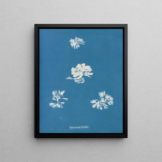 Schizonema grevillii - Anna Atkins — framed artwork on a wall