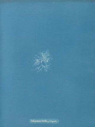Schizonema Smithii - Anna Atkins | Painting — artwork view