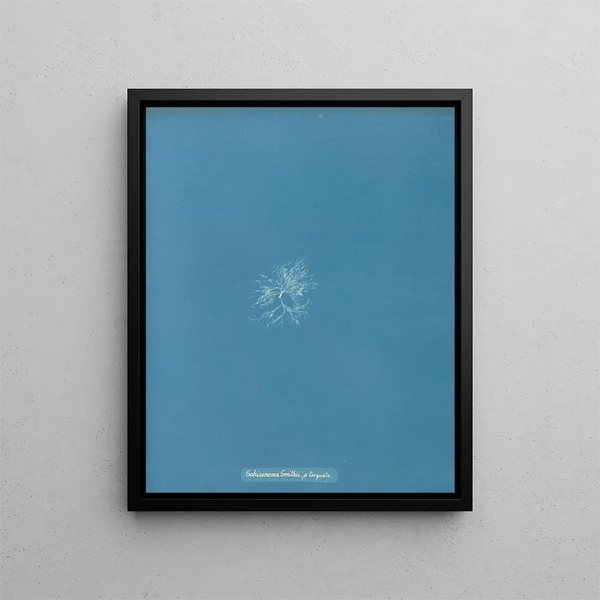 Schizonema Smithii - Anna Atkins | Painting — framed artwork on a wall