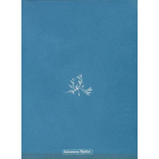 Schizonema Wyattiae - Anna Atkins — artwork view