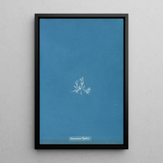 Schizonema Wyattiae - Anna Atkins — framed artwork on a wall