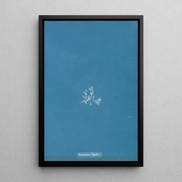 Schizonema Wyattiae - Anna Atkins — framed artwork on a wall