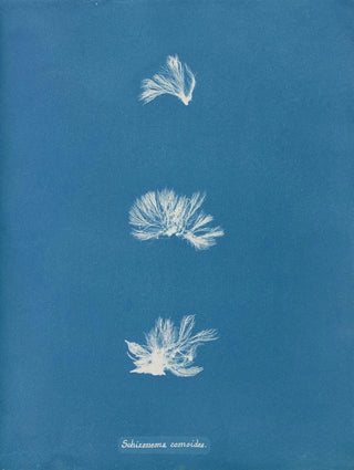 Schizonema comoides - Anna Atkins — artwork view