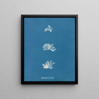 Schizonema comoides - Anna Atkins — framed artwork on a wall