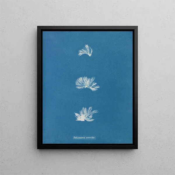 Schizonema comoides - Anna Atkins — framed artwork on a wall