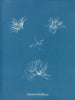 Schizonema helminthosum - Anna Atkins — artwork view