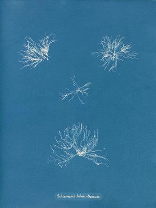 Schizonema helminthosum - Anna Atkins — artwork view