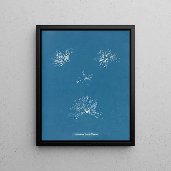 Schizonema helminthosum - Anna Atkins — framed artwork on a wall
