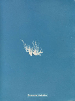 Schizonema compliqué - Anna Atkins — artwork view