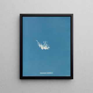 Schizonema compliqué - Anna Atkins — framed artwork on a wall