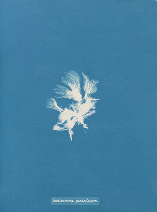 Schizonema parasiticum - Anna Atkins — artwork view