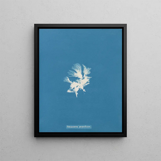 Schizonema parasiticum - Anna Atkins — framed artwork on a wall