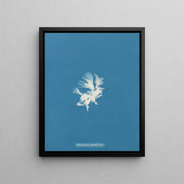 Schizonema parasiticum - Anna Atkins — framed artwork on a wall
