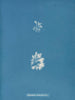 Schizonema le plus ramifié - Anna Atkins — artwork view