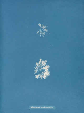 Schizonema le plus ramifié - Anna Atkins — artwork view