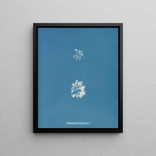 Schizonema le plus ramifié - Anna Atkins — framed artwork on a wall