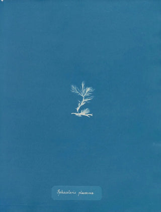 Sphacelaria plumosa - Anna Atkins — artwork view