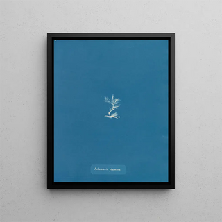 Sphacelaria plumosa - Anna Atkins — framed artwork on a wall