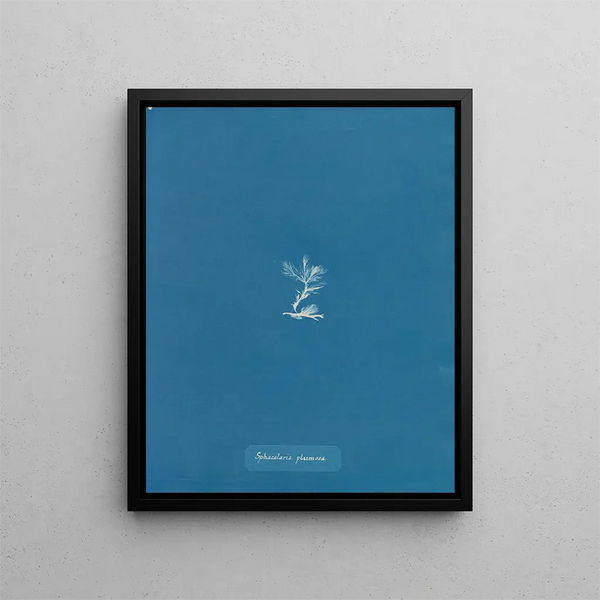 Sphacelaria plumosa - Anna Atkins — framed artwork on a wall