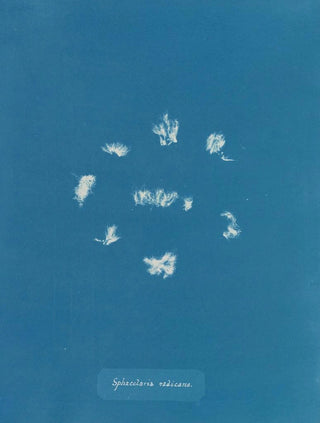 Sphacelaria radicans - Anna Atkins — artwork view
