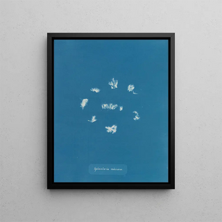 Sphacelaria radicans - Anna Atkins — framed artwork on a wall