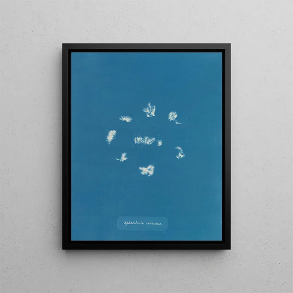 Sphacelaria radicans - Anna Atkins — framed artwork on a wall