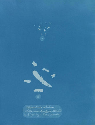 Sphacelaria velutina 1 Clusters, some of which are entirely detached 2 Clusters growing on Fucus serratus - Anna Atkins — artwork view