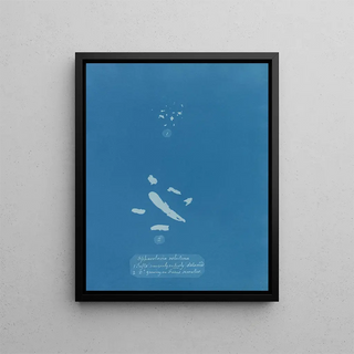 Sphacelaria velutina 1 Clusters, some of which are entirely detached 2 Clusters growing on Fucus serratus - Anna Atkins — framed artwork on a wall