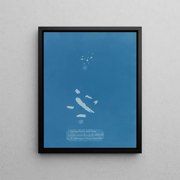 Sphacelaria velutina 1 Clusters, some of which are entirely detached 2 Clusters growing on Fucus serratus - Anna Atkins — framed artwork on a wall