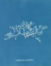 Sphaerococcus coronopifolius - Anna Atkins — artwork view