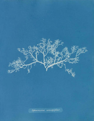 Sphaerococcus coronopifolius - Anna Atkins — artwork view