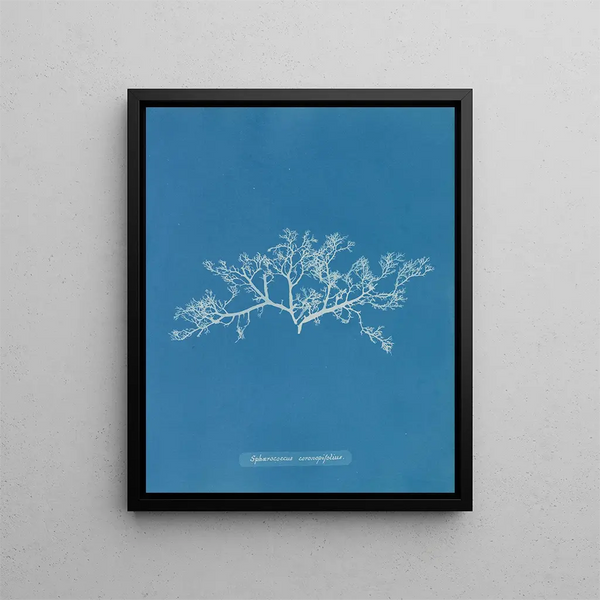 Sphaerococcus coronopifolius - Anna Atkins — framed artwork on a wall