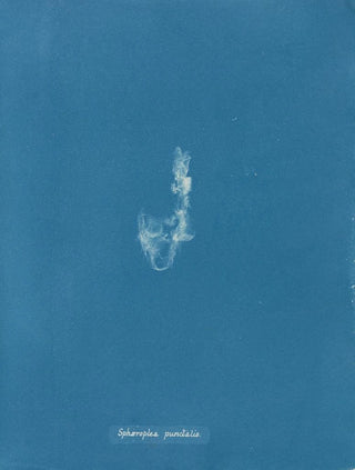Sphaeroplea punctalis - Anna Atkins — artwork view