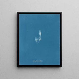 Sphaeroplea punctalis - Anna Atkins — framed artwork on a wall
