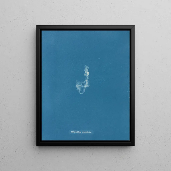 Sphaeroplea punctalis - Anna Atkins — framed artwork on a wall
